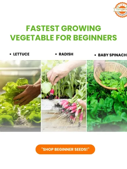 Eager to see results fast? I recommend starting with these quick-growing vegetables. You can enjoy fresh lettuce, radish, and baby spinach in just a few weeks, which is a great way to build your confidence as a new gardener.