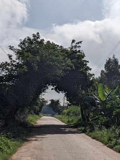 A natural arch formed by trees over a quiet country road. We love discovering these magical little spots on our routes.