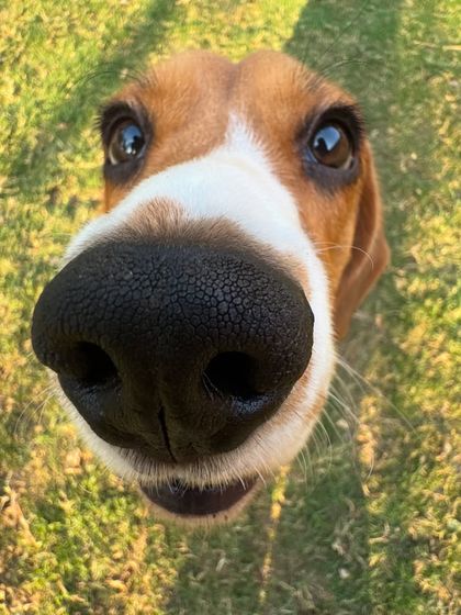 The ultimate boop-able nose. This Beagle's selfie game is strong.