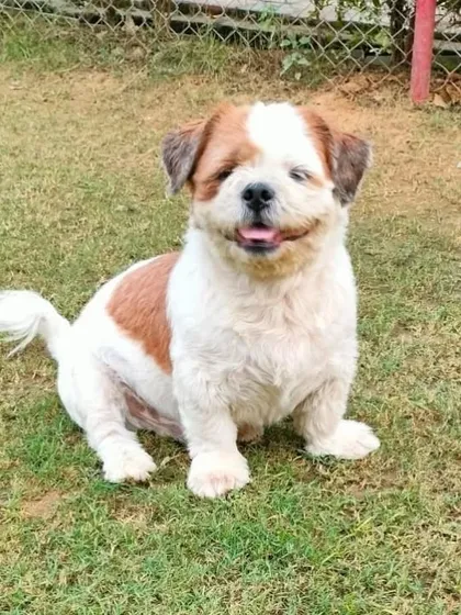 That smile says it all. This is Bruno, a 7-year-old Shih Tzu who is playful, friendly, and absolutely handsome. He is looking for a family to spend his golden years with.