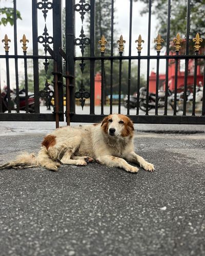Animal Welfare Activities