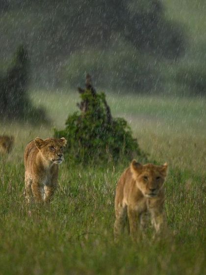 The cubs on the move in the rain, an example of the moody and atmospheric shots possible during the green season.