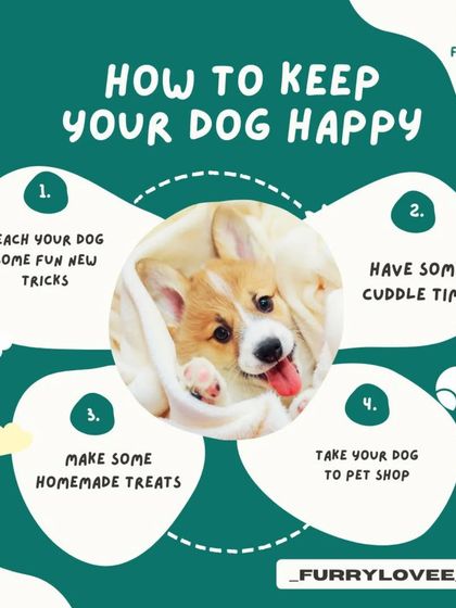 Keeping your dog happy is simple. This guide suggests teaching new tricks, having cuddle time, making homemade treats, and enjoying fun outings. A happy dog is an engaged dog.