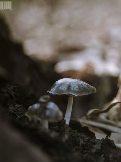 Zahid Moledina - Photography The World Up Close: Nature & Macro photo 40