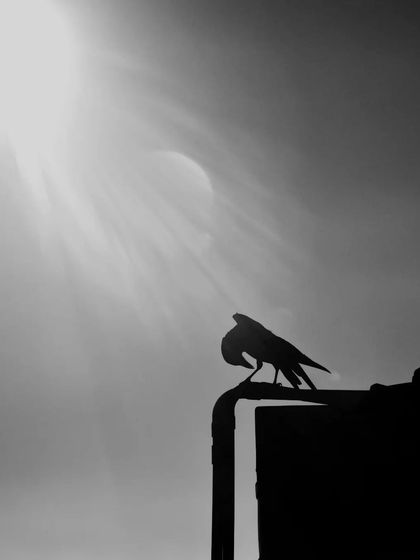 Lalith - Wildlife & Nature Photography Shadows & Silhouettes photo 13
