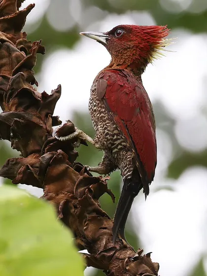 The Banded Woodpecker, with its fiery red crest and intricately patterned body, is an uncommon resident of Singapore. I captured this shot at the newly opened Bidadari Park, a great new habitat for local wildlife.