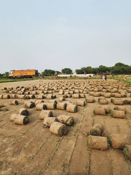 Delhi Gardner - Wholesale Plant & Turf Supply Natural Grass Turf: From Our Farm to Your Project photo 34