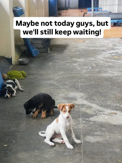 Cupa - Pet Adoption, Fostering & Sponsorship Find Your Canine Companion: Dogs for Adoption photo 19