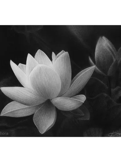 A realistic drawing of a lotus flower emerging from the darkness. This piece was an exercise in creating high contrast and rendering the soft, waxy texture of the petals.