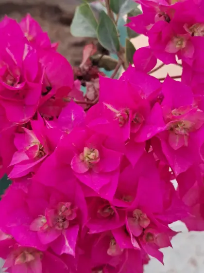 Bhardwaj - Urban Gardening Consultation A Riot of Colorful Flowers photo 8