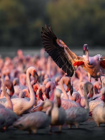 A flamingo takes flight, its powerful wings creating a stark contrast against the sea of pink below. This is a moment of individual action within a massive collective.