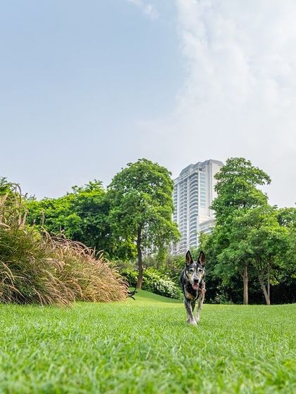 An Indie dog running towards the camera in a lush green park, with city buildings in the distance. A great mix of nature and urban life.