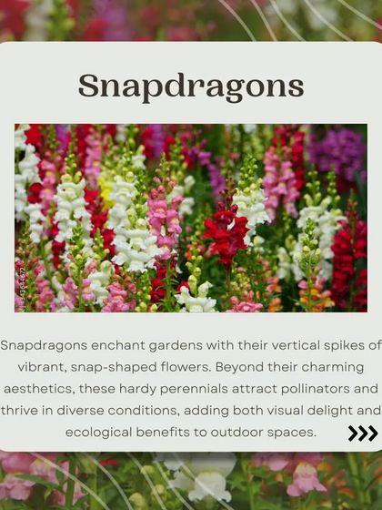 Snapdragons are a wonderful addition to any winter garden. Their vertical spikes of vibrant, snap-shaped flowers are not only charming but also attract pollinators, adding ecological benefits to your outdoor space.