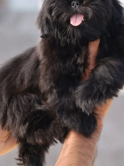 A full-body view of this handsome black Shih Tzu. I ensure my puppies meet breed standards for a great appearance and temperament.