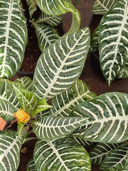 Here is a whole family of Zebra Plants, showing off their consistent and striking leaf patterns. They are a wonderful choice if you're looking to add some graphic, natural art to your indoor jungle.