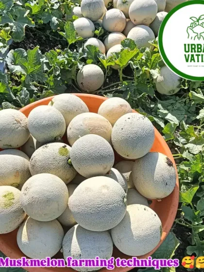 We also apply our farming techniques to muskmelons, ensuring a sweet and plentiful harvest.