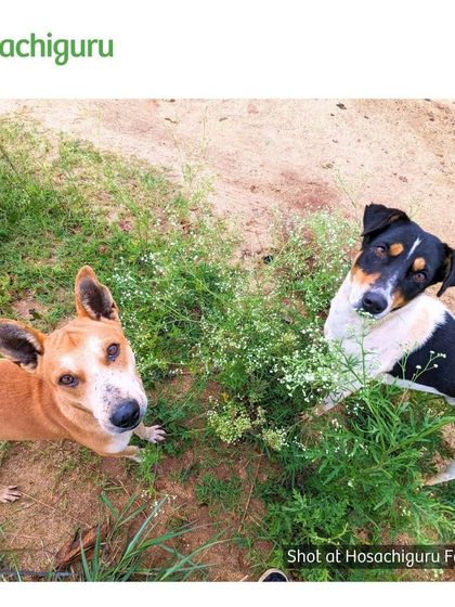 Our farm dogs, always curious and ready for a picture. They are part of the security team and the welcoming committee, bringing joy to everyone who visits.