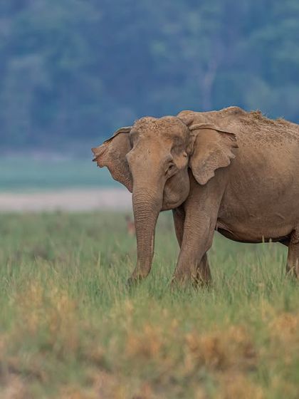 Elephant photography is a beautiful experience. These gentle giants, known for their strong family bonds, offer extraordinary frames of interaction, especially in a paradise like Dhikala.