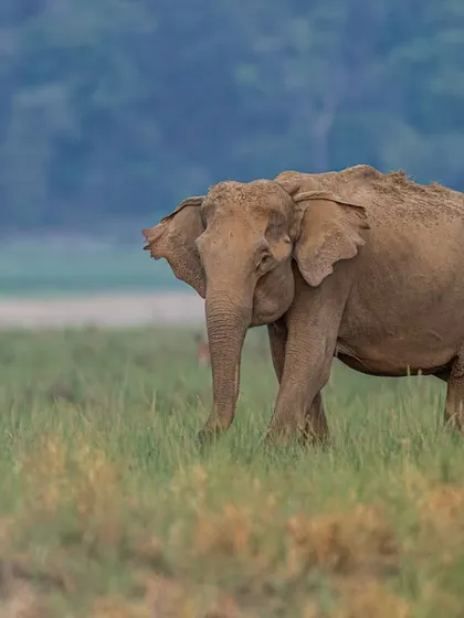 Elephant photography is a beautiful experience. These gentle giants, known for their strong family bonds, offer extraordinary frames of interaction, especially in a paradise like Dhikala.