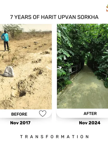This is the result of seven years of patience and trust in nature. Our Harit Upvan Sorkha site was once barren land in 2017. Today, it is a dense, self-sustaining forest. Our restoration ecology walks take you through these transformations, showing you what is possible.