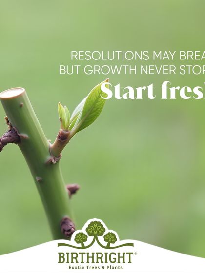 Resolutions may break, but growth never stops. Nature teaches us that you can always start fresh and find new ways to grow.