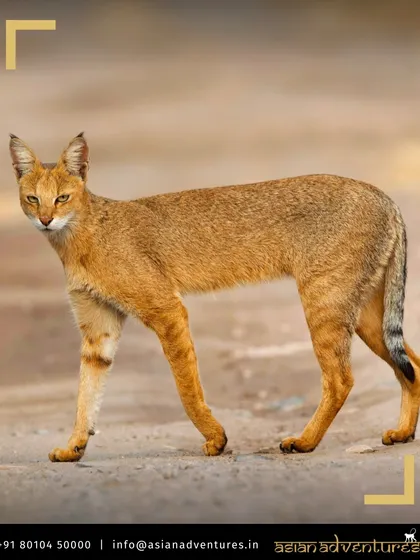 A Jungle Cat, a slender and long-legged wildcat, walks purposefully across a path. Our expert guides help in spotting these elusive small cats during our safaris across India.