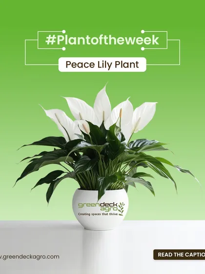 Our plant of the week is the Peace Lily. It's a beautiful, low-maintenance plant that actively cleans the air, making it a perfect choice for both homes and offices.