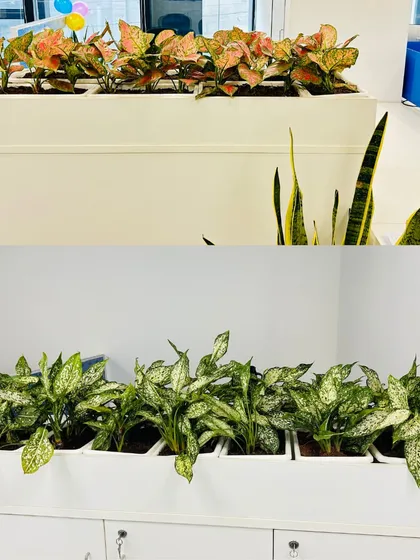 We offer a wide variety of plants to match your office decor and lighting conditions. This image showcases two different options in the same style of white cabinet planters: the top features colorful Red Aglaonema, while the bottom shows the elegant, variegated Chinese Evergreen.