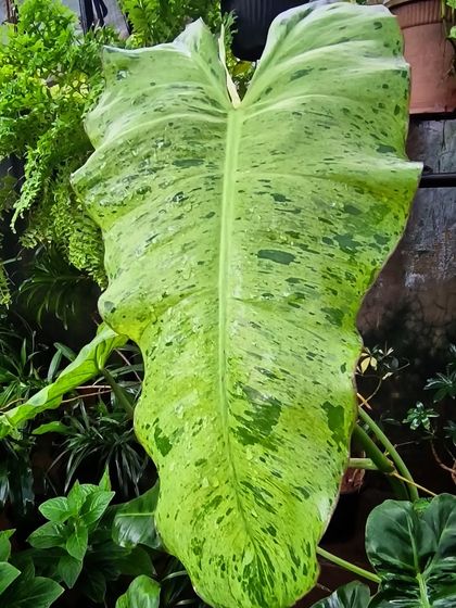 Rare & Collector's Plants photo 16