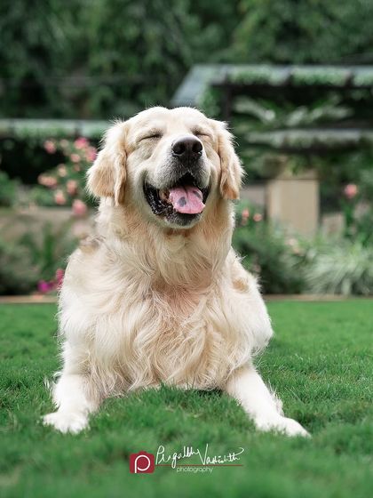 Pragalbh - Fine Art Pet Photography Outdoor Adventures photo 7