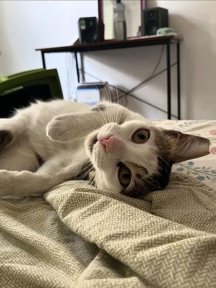 This is the pose of a cat who has zero worries in the world. We should all be more like this cat.