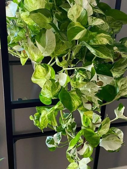 The Manjula Pothos is a special variety with wide, heart-shaped leaves that have beautiful white, cream, and green variegation. It's a real showstopper.