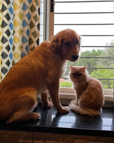 In-Home Pet Boarding