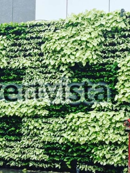 A close-up of the patterned outdoor wall, showing how the contrast between dark green and light green foliage creates a visually striking effect. This is an excellent way to convey a brand's sustainable identity.