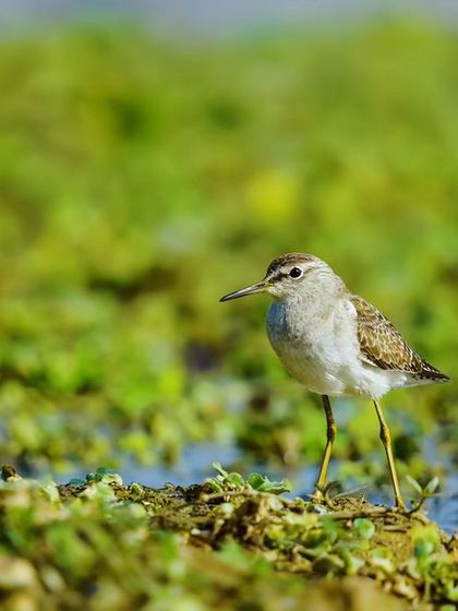 A close-up of a Wood Sandpiper in a lush green marsh, its patterned feathers and slender beak perfectly in focus.