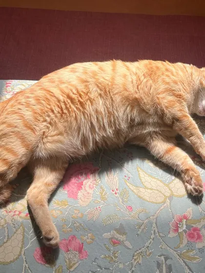 My sweet Yodasan taking a nap in a patch of sun. She's the original sun-worshipper in this house.