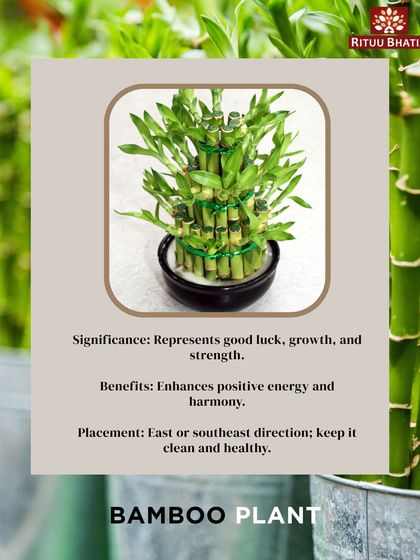 The Bamboo plant is a powerful symbol of good luck, growth, and strength. To enhance positive energy and harmony, I recommend placing it in the East or Southeast direction of your home or office.