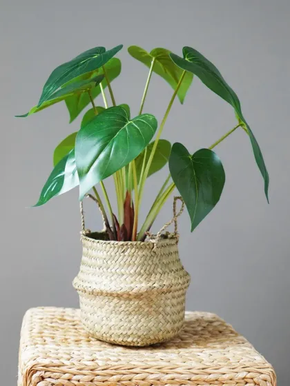 A broad-leafed plant in a natural woven seagrass basket. We offer a variety of pot options, including organic materials that add warmth and texture to an interior.