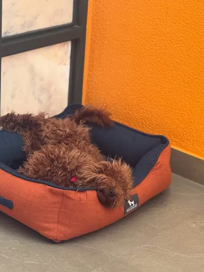 Pablo knows how to relax. After a fun day, there's nothing better than a good nap in a comfy bed.