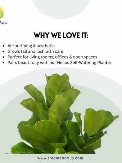 Treemendous - Interior & Exterior Plantscaping Meet Our Favorite Plants photo 3