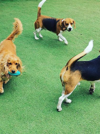 Becky's Bow Wow House - Dog Boarding (Overnight & Long-Term) Our Happy Place: Yard & Play Areas photo 20