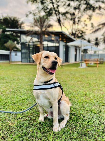 The Pawsome Camp - Dog Daycare & Boarding The Pawsome Playground: 2 Acres of Freedom photo 29