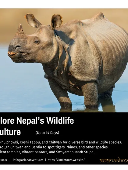 Our poster for the Nepal Wildlife & Culture tour, highlighting the chance to see rhinos, tigers, and diverse birdlife. We blend wildlife safaris with visits to ancient temples and vibrant local markets.