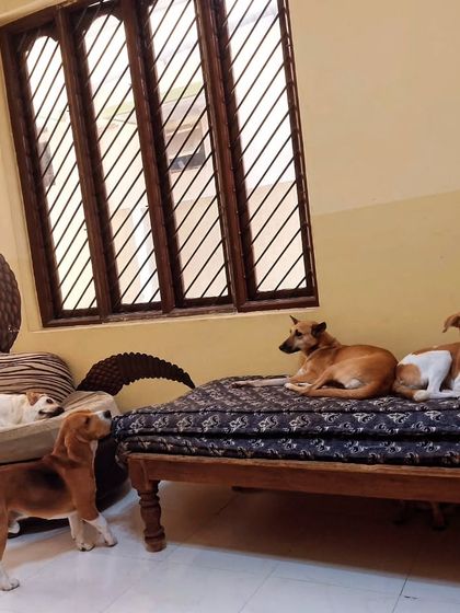 The indoor area is a social club too. Here the dogs are deciding who gets the best spot on the bed.