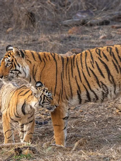 Queen Arrowhead with her cub. When photographing multiple subjects, I often use a slightly higher f-number like f/5.6 to ensure both mother and cub are in sharp focus, strengthening the story of their relationship.
