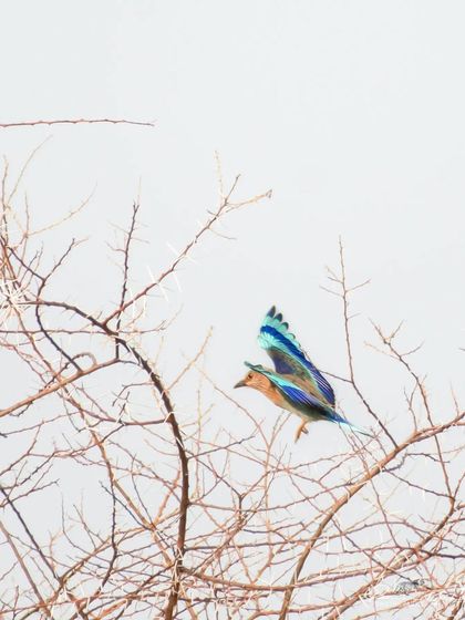 An Indian Roller flying amongst bare branches.