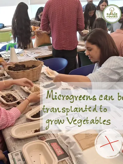 Another common myth is that microgreens can be transplanted to grow full-sized vegetables. I explain why this isn't the case and how they are meant to be harvested young.
