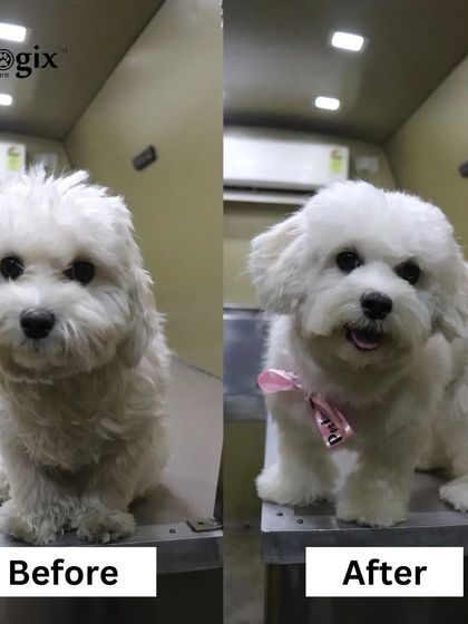 An adorable transformation for this little one. Our experts know how to bring out the cuteness with a professional and stylish haircut.