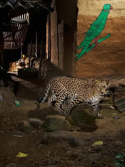 A leopard walks through the alley of a Warli tribal settlement on the edge of Mumbai's national park. The tribe's traditional art, seen on the walls, often depicts wildlife, reflecting a deep-rooted culture of coexistence that offers valuable lessons for modern urban society.