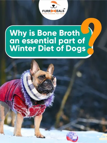 Why is bone broth essential, especially in winter? It provides extra hydration when dogs drink less water and its warming properties are comforting for stiff joints.